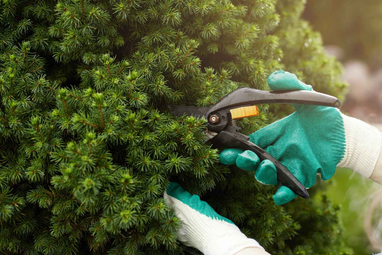 Best Professional Tree Care  in Toledo, OR